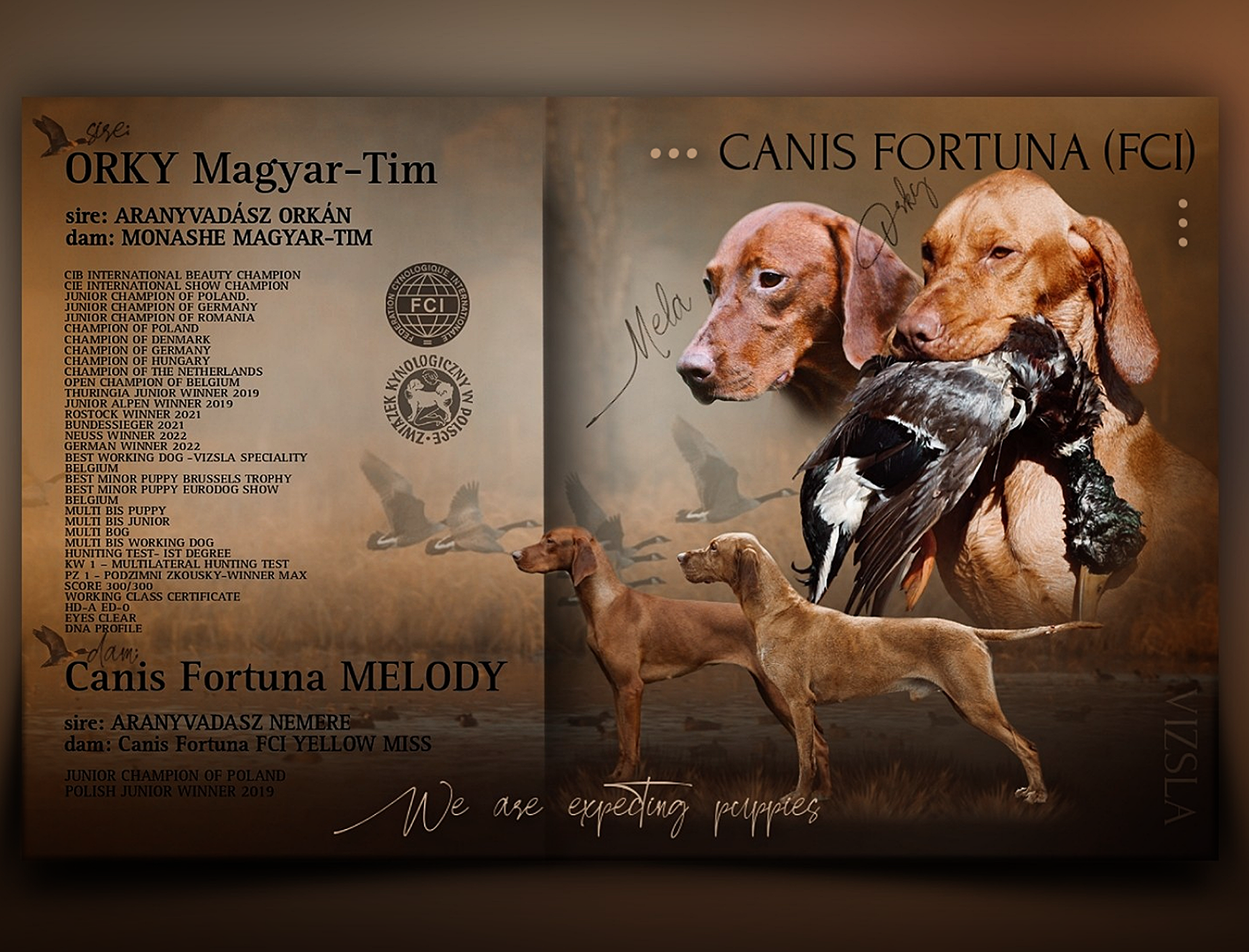 ORKY Magyar-Tim x Canis Fortuna MELODY